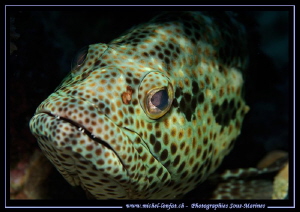 Face to face with this young Grouper... :O).. by Michel Lonfat 